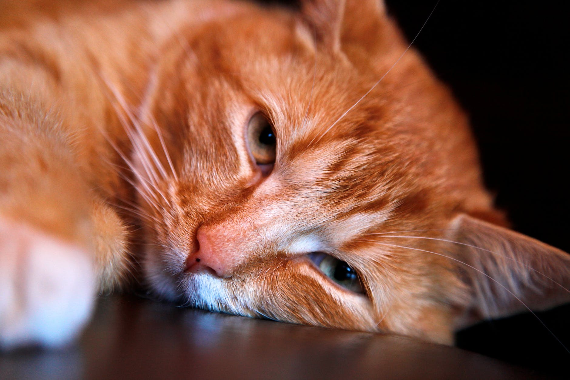 orange tabby cat leaning head on brown surface
